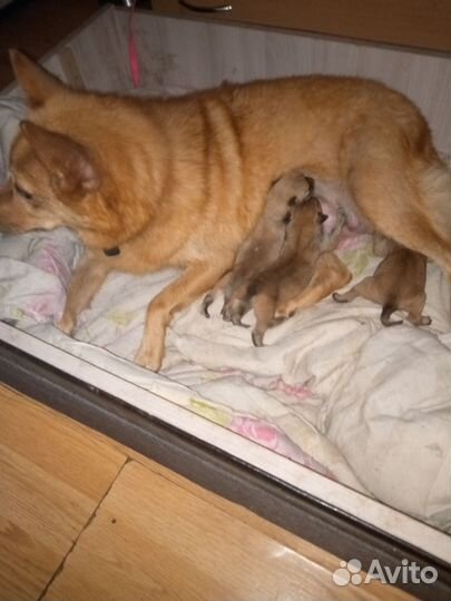 Собака в добрые руки отдам бесплатно