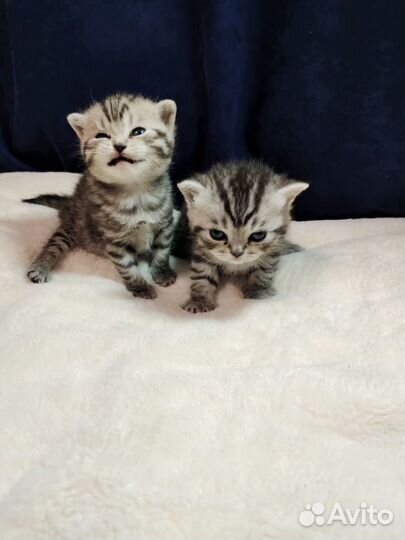 Шотландец ищет невесту