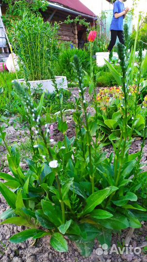 Многолетние цветы