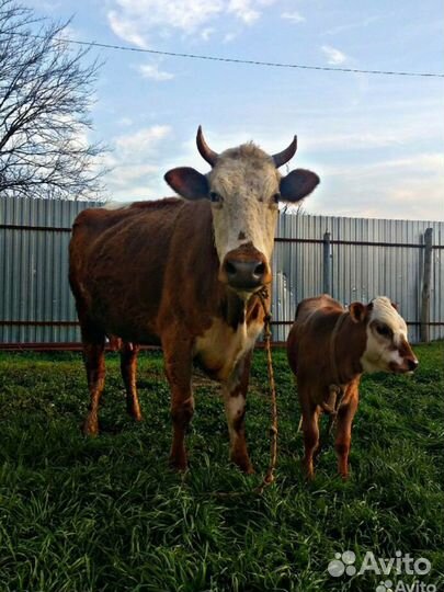 Корова дойная с теленком