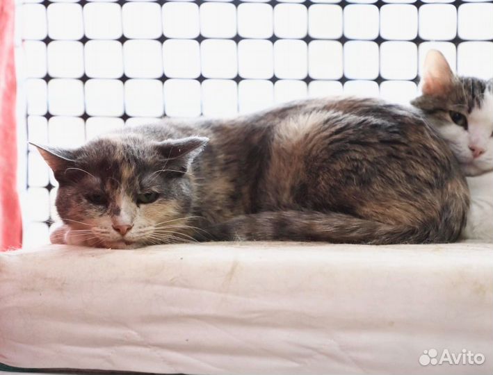 Лара - грустная кошечка ищет любящую семью