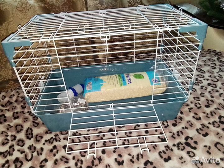 Морская свинка американский тедди