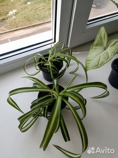 Комнатные цветы