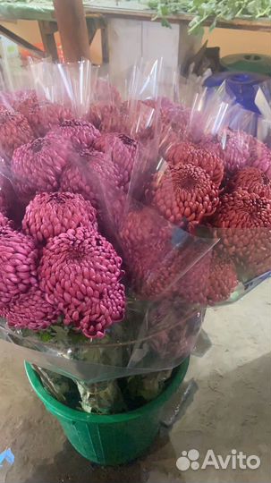 Продажа цветов оптом