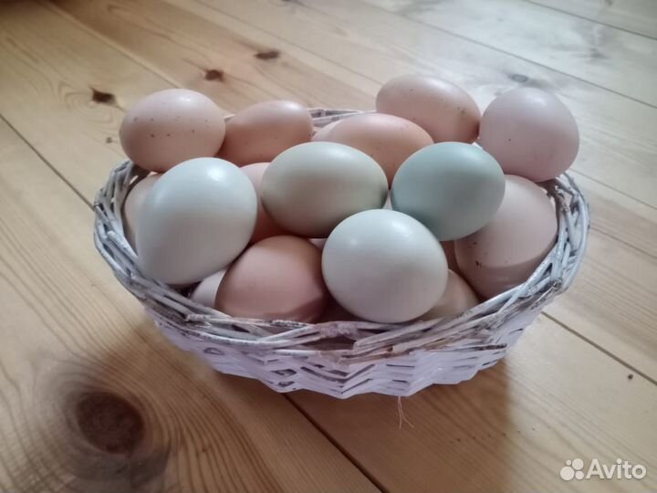 Инкубационное яйцо