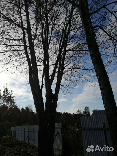 Валка опасных деревьев