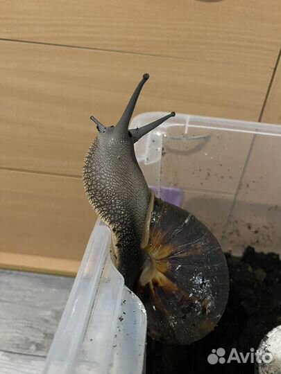 Улитка Архахатина Маргината Маргината