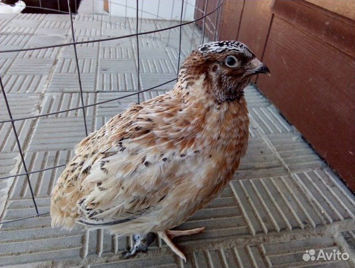 Перепел феникс серебристый