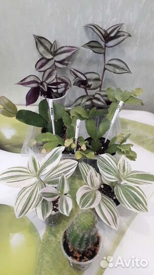 Отростки комнатных растений