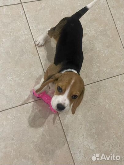 Собака бигль