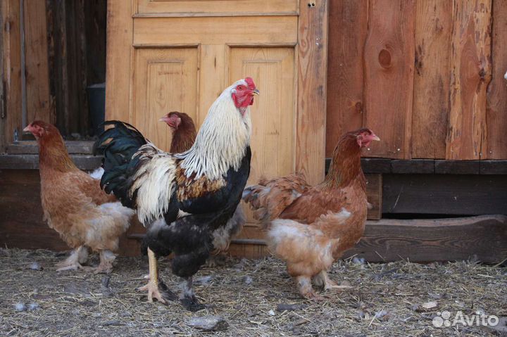 Цыплята породы брама