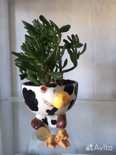 Цветы для офиса