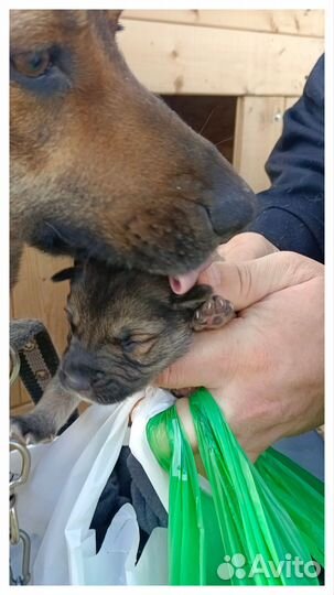 Щеночки в добрые руки