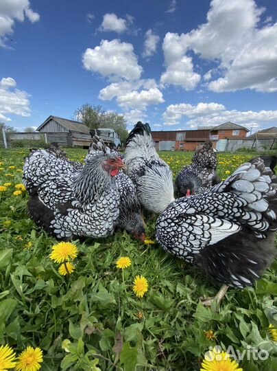 Виандот Серебро И Брама Изабелла