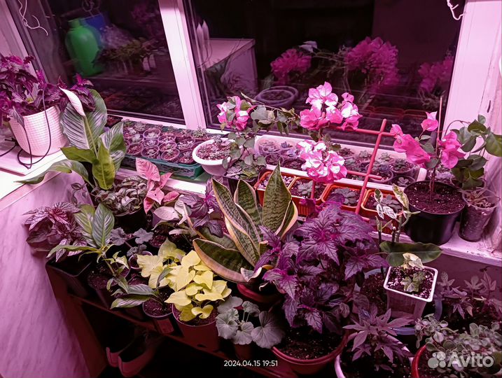 Комнатные растения