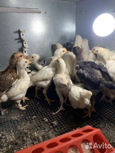 Цыплята несушки