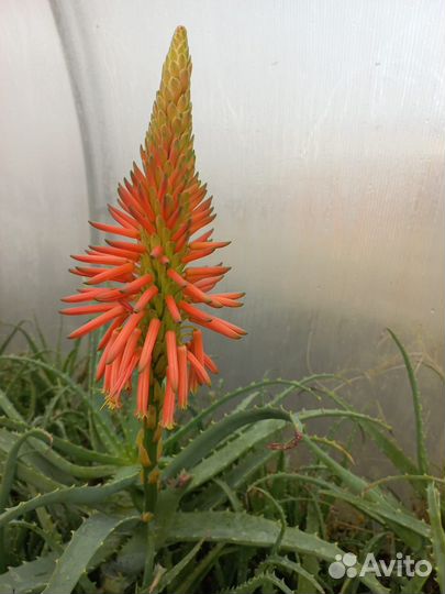 Алое древовидное