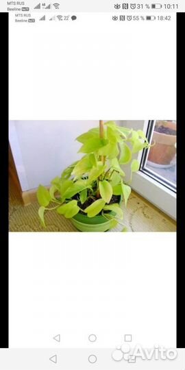 Сциндапсус эпипремнум