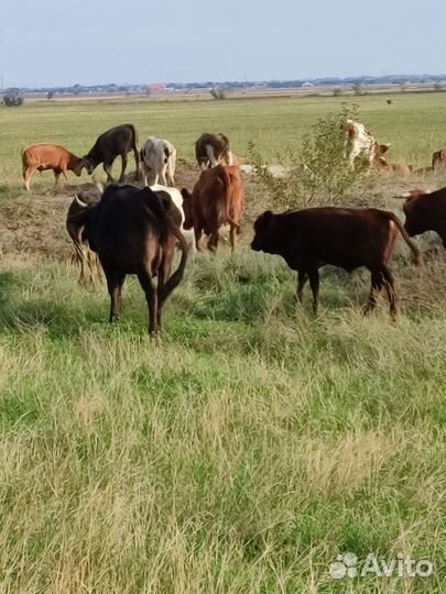 Коровы дойные молочные