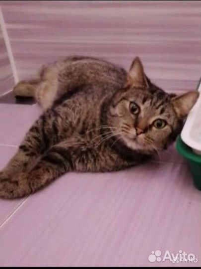 Кисю в добрые ручки