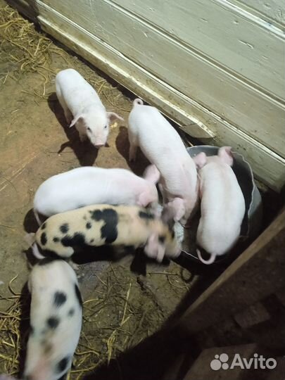 Поросята породы ландрас