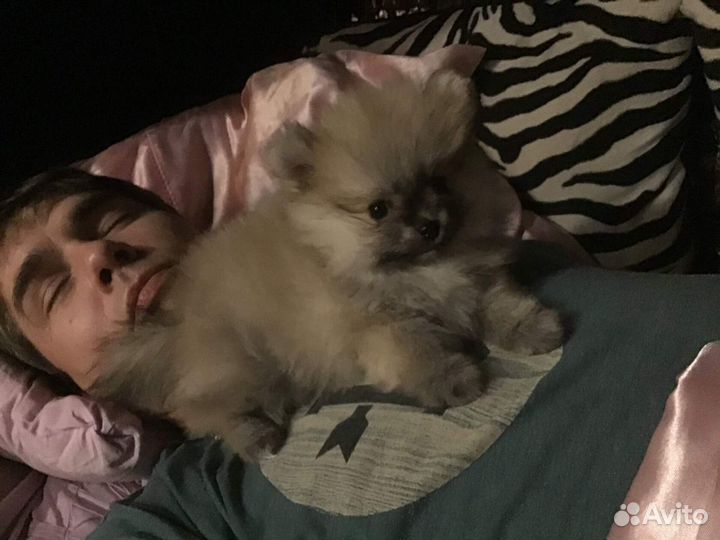 Передержка, выгул собак, ситтинг, зооняня