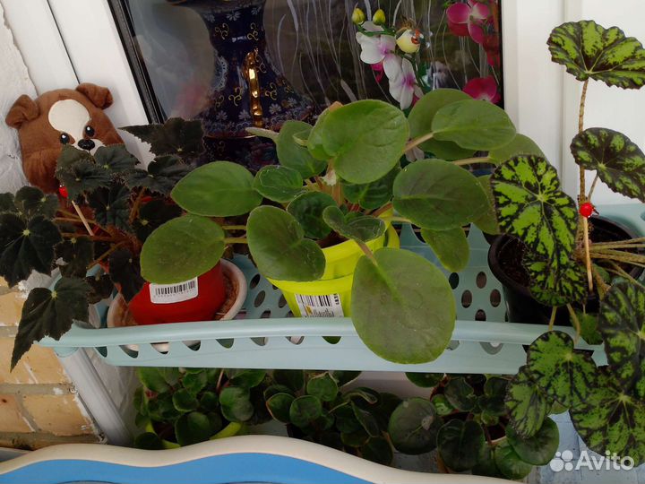 Комнатные цветы