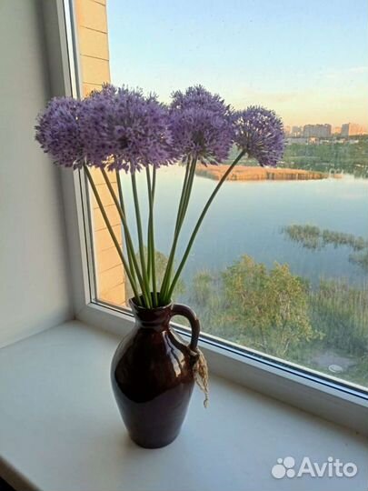 Лук Суворова анзурский