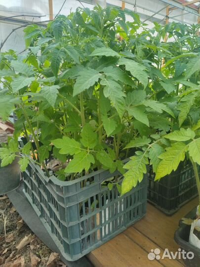 Рассада овощных культур и цветов