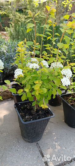 Спирея олеандр саженцы