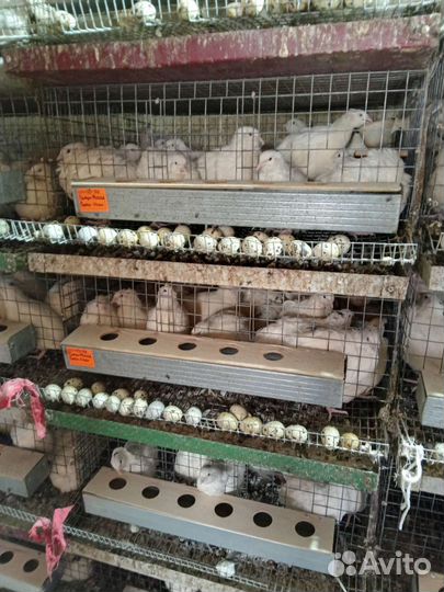 Перепела инкубационное яйцо