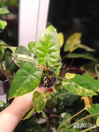 Алоказия гагеана вариегатная