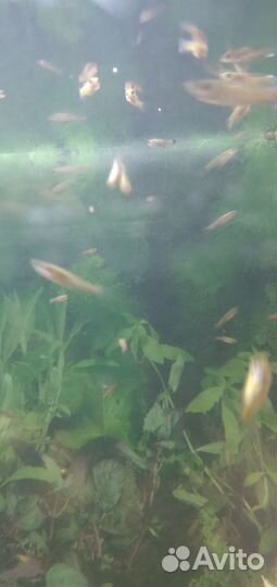 Аквариумные рыбки гуппи