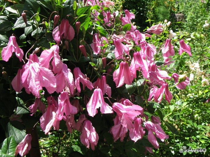Клематисы кустовые