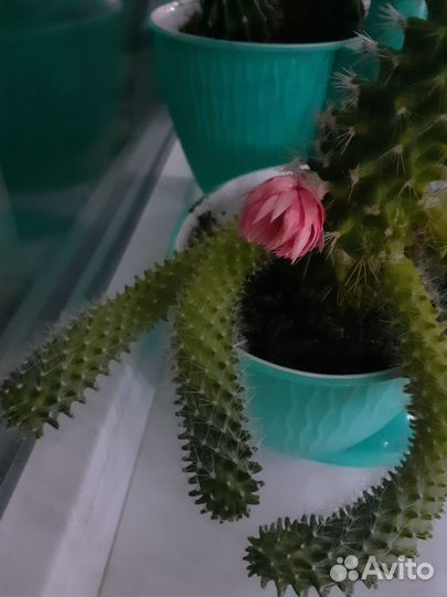 Отростки кактусов