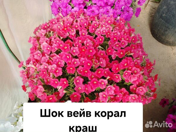 Рассада ампельной, каскадной петунии