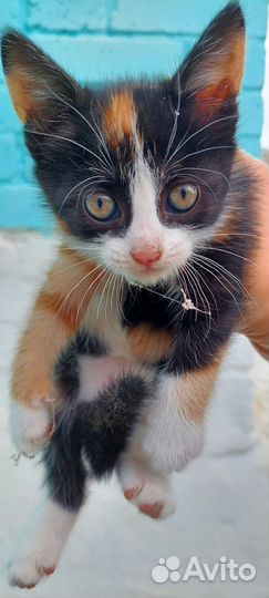 Трехцветная кошечка