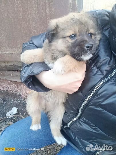 Щенок мальчик в добрые руки