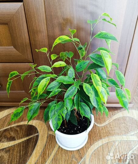 Фикус Бенджамина