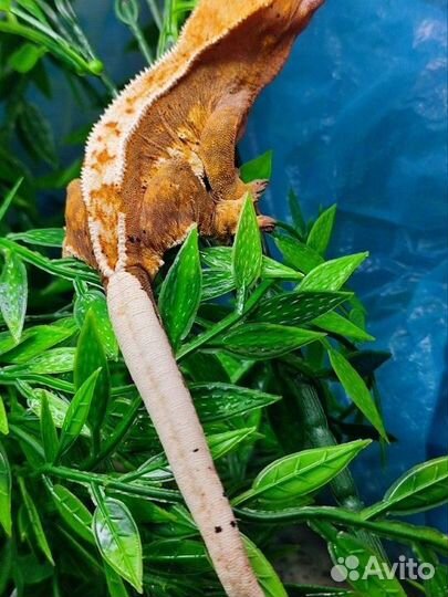 Бананоед Лили вайт