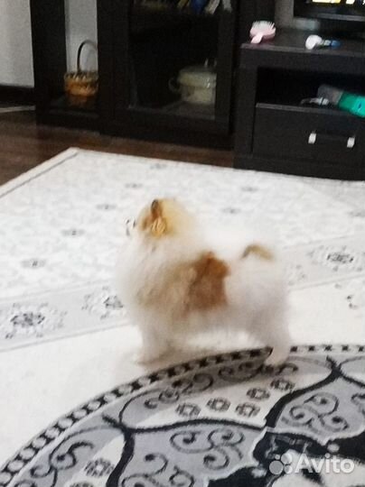 Шпиц щенки девочка