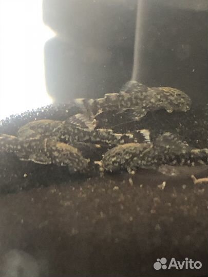 Малек Анцитруса