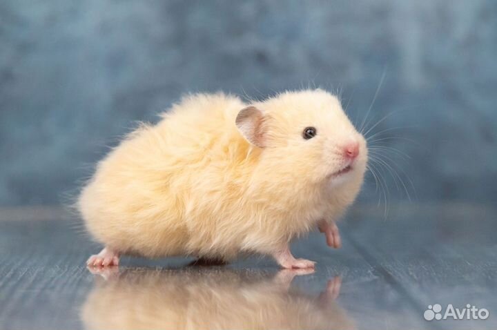 Сирийские Ангорские Хомяки Джунгарики Клетки