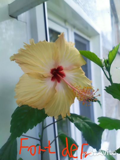 Гибискусы сортовые