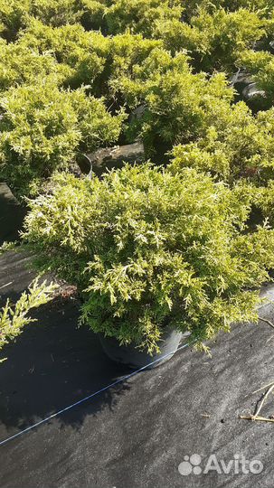 Туя, Можжевельник, ель, сосна