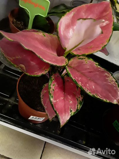 Аглаонема пинк