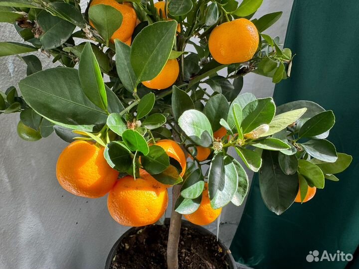 Каламондин