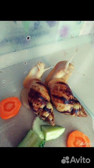 Передержка мелких домашних животных