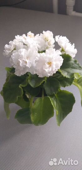 Фиалка белая