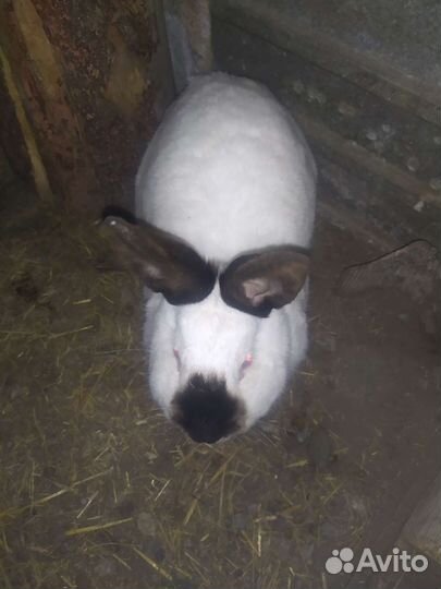 Кролики мясных пород